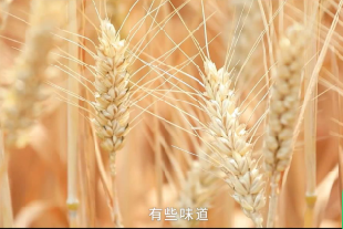 味传心承 惜食如金